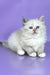 Selena | Siberian Kitten