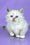 Selena | Siberian Kitten