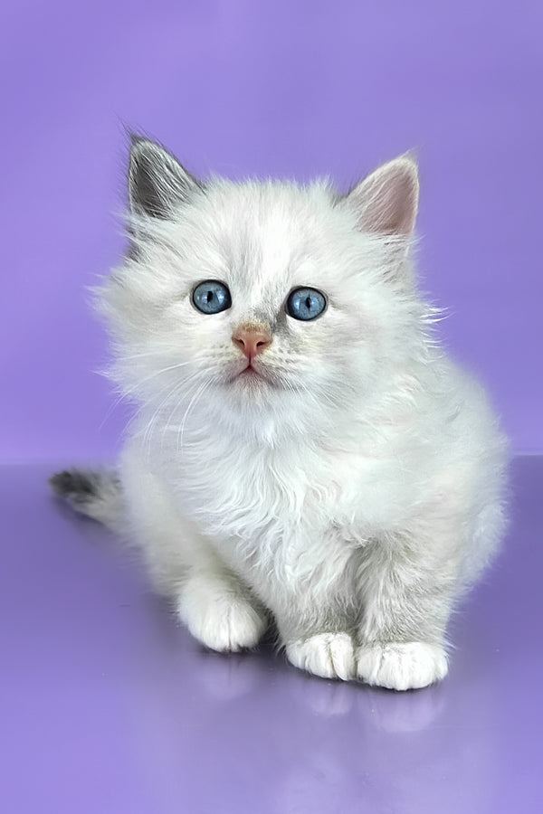 Selena | Siberian Kitten