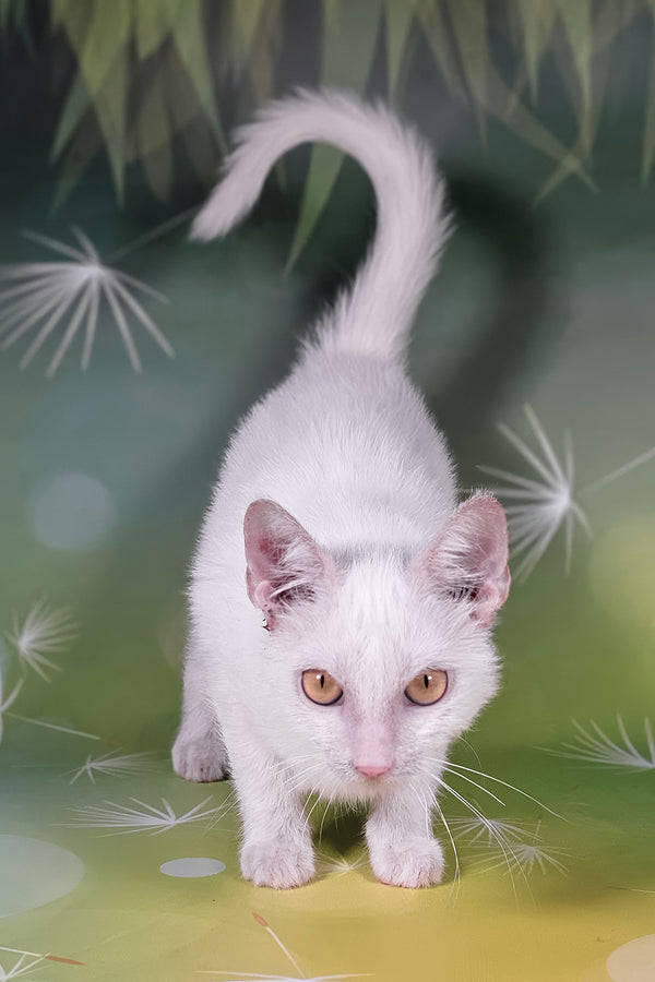 Selena | Lykoi Kitten