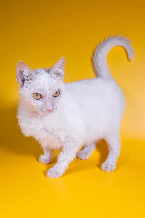 Selena | Lykoi Kitten
