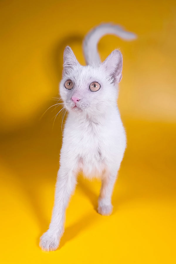 Selena | Lykoi Kitten