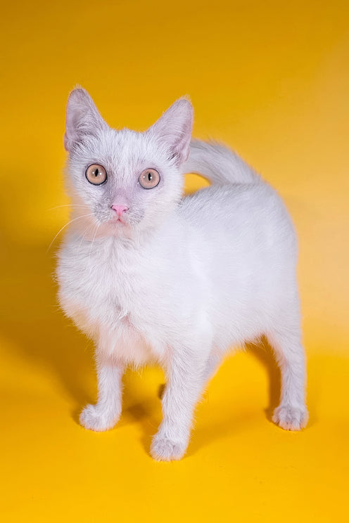 Selena | Lykoi Kitten