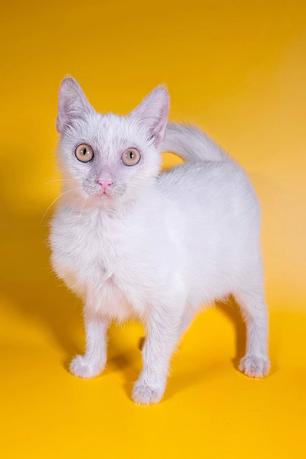 Selena | Lykoi Kitten