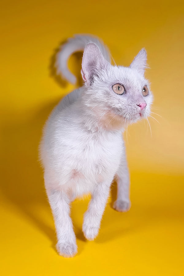 Selena | Lykoi Kitten
