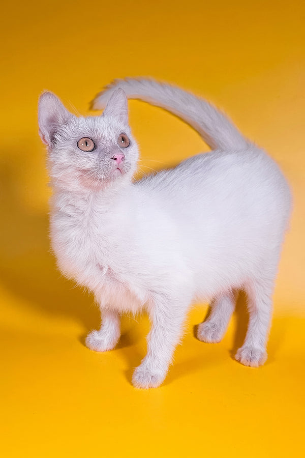 Selena | Lykoi Kitten