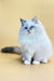 Selena | Siberian Kitten