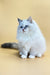 Selena | Siberian Kitten