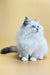 Selena | Siberian Kitten
