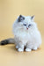 Selena | Siberian Kitten