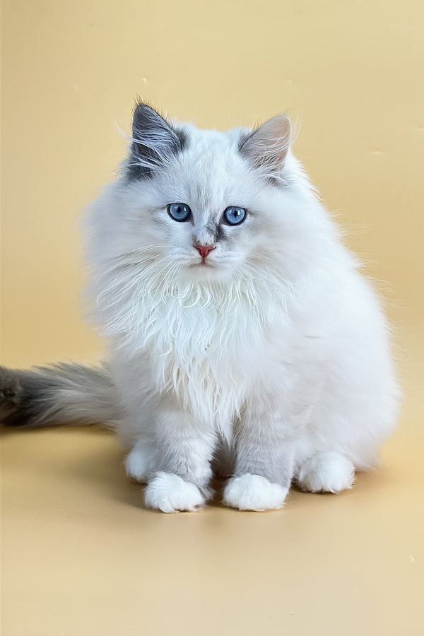 Selena | Siberian Kitten