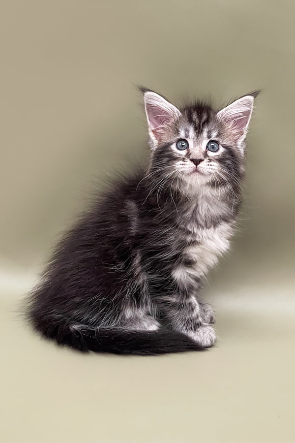 Sendy | Maine Coon Kitten