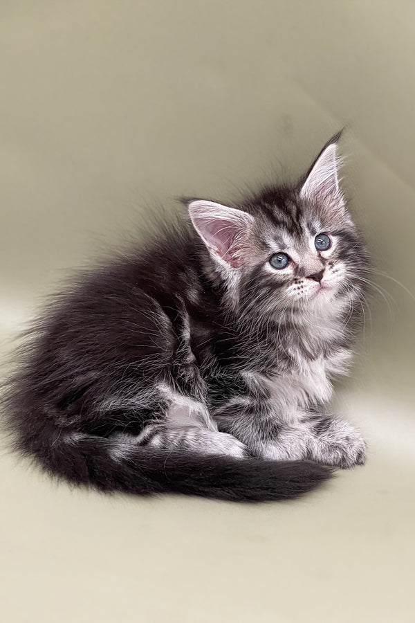 Sendy | Maine Coon Kitten