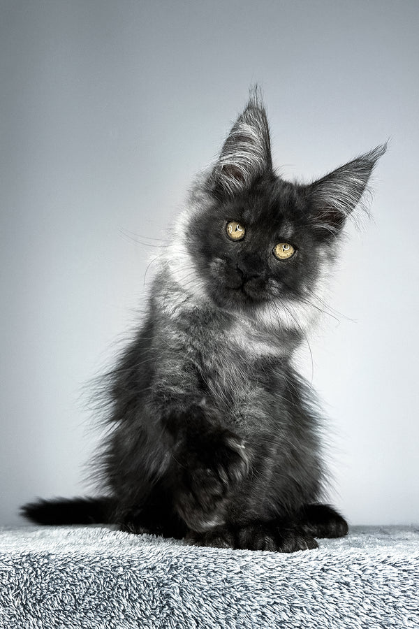 Sensei | Polydactyl Maine Coon Kitten