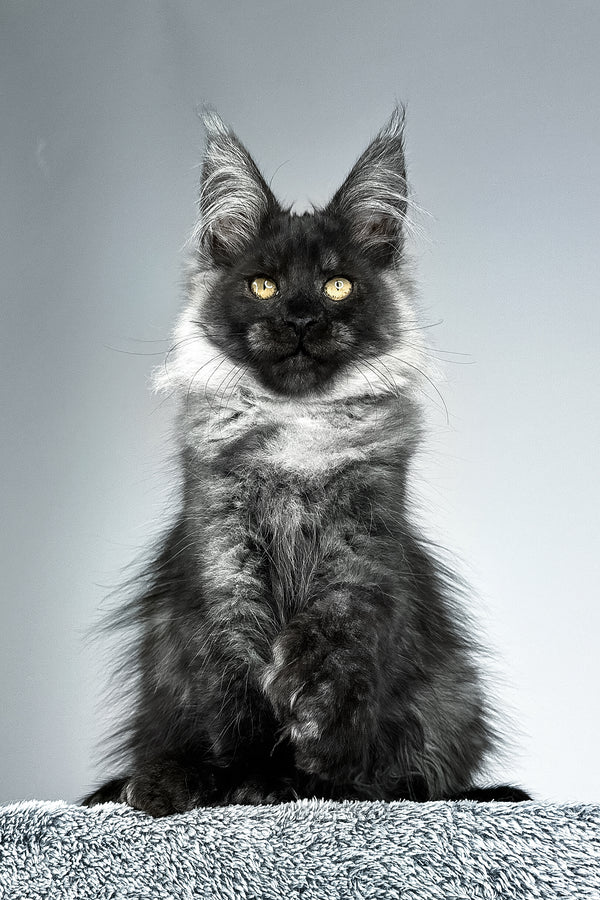 Sensei | Polydactyl Maine Coon Kitten