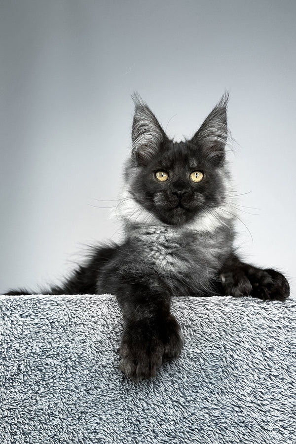 Sensei | Polydactyl Maine Coon Kitten