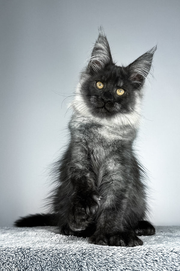 Sensei | Polydactyl Maine Coon Kitten