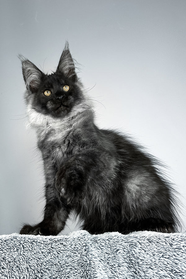 Sensei | Polydactyl Maine Coon Kitten