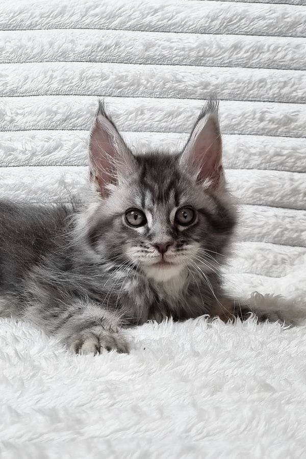 Senya | Maine Coon Kitten