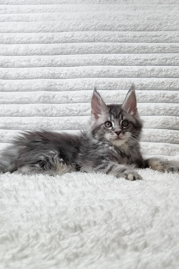 Senya | Maine Coon Kitten
