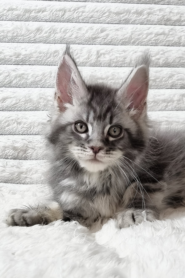 Senya | Maine Coon Kitten