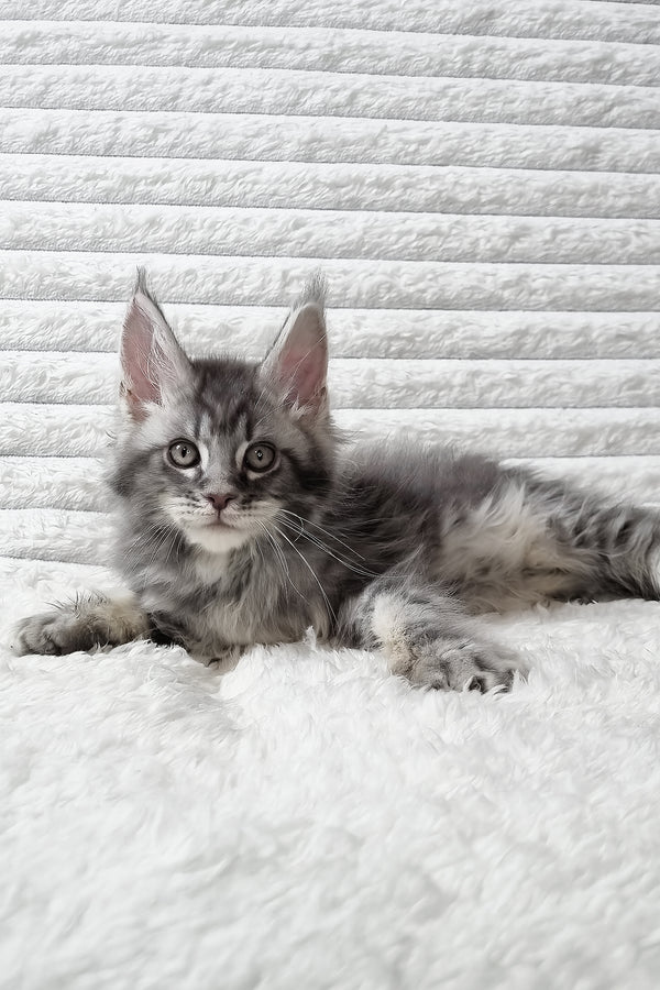 Senya | Maine Coon Kitten