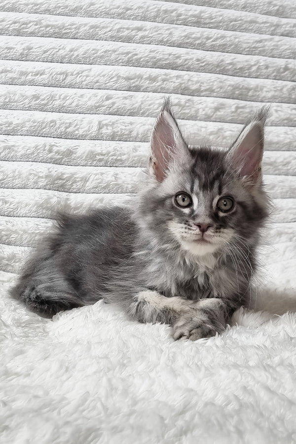 Senya | Maine Coon Kitten