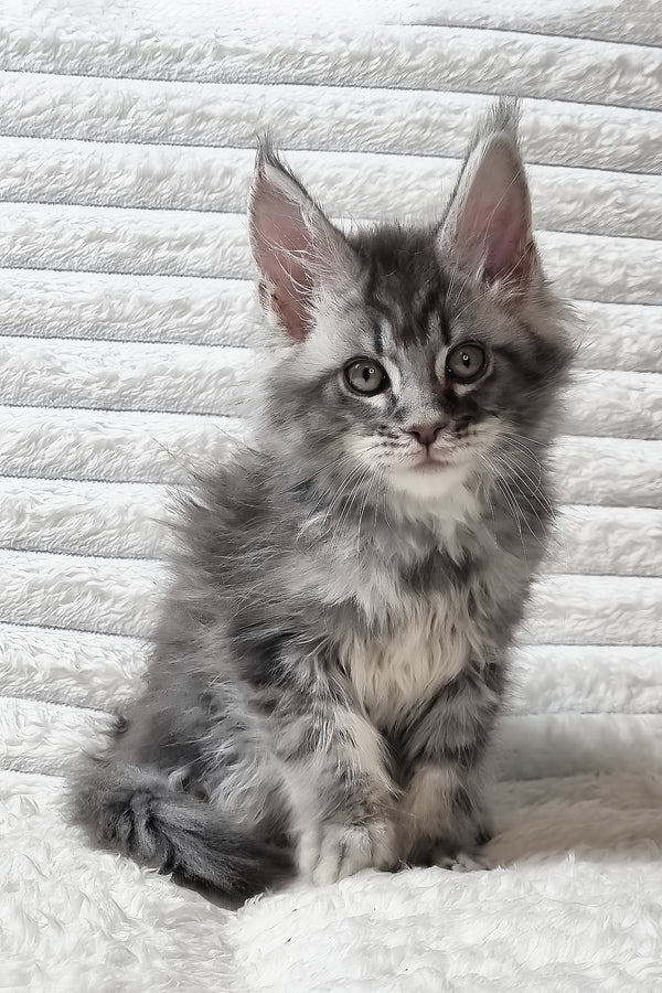 Senya | Maine Coon Kitten