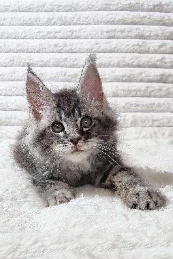Senya | Maine Coon Kitten
