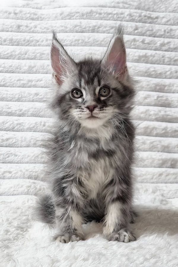 Senya | Maine Coon Kitten