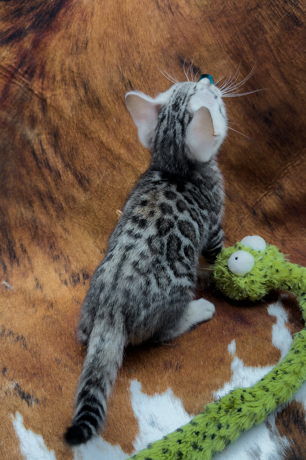Serenelle | Bengal Kitten