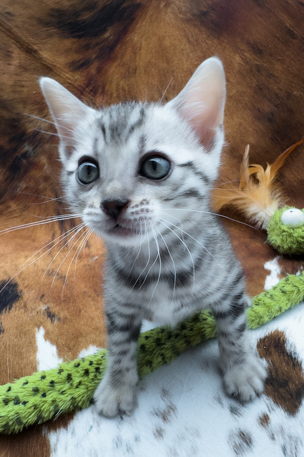 Serenelle | Bengal Kitten