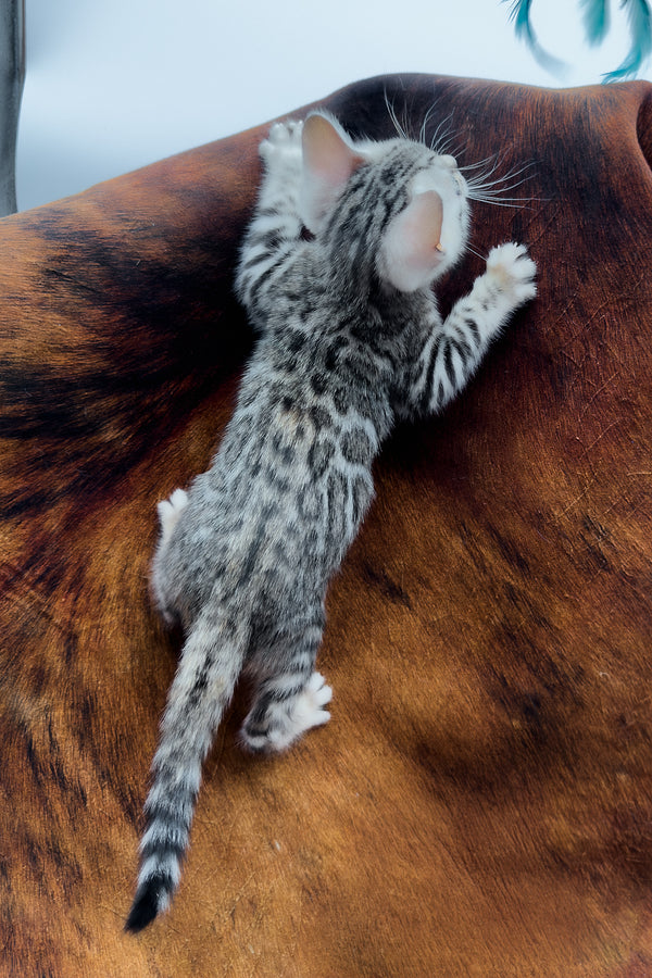 Serenelle | Bengal Kitten