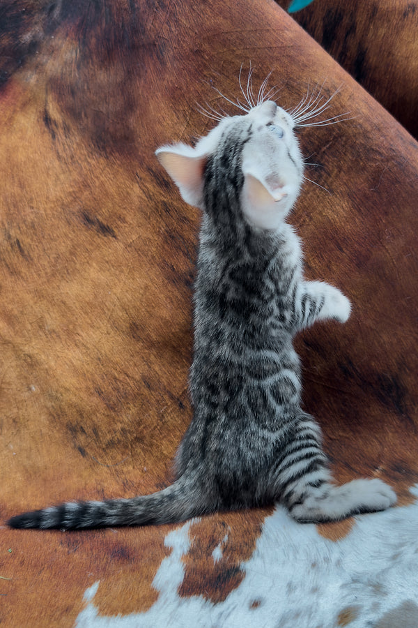 Serenelle | Bengal Kitten
