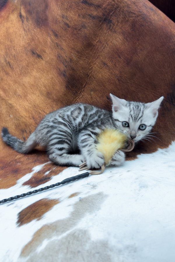 Serenelle | Bengal Kitten