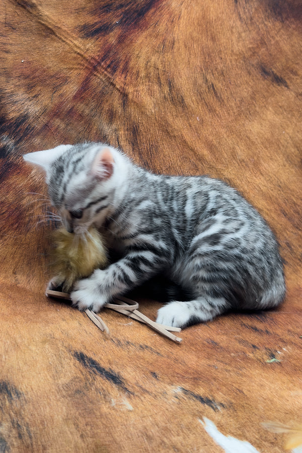 Serenelle | Bengal Kitten