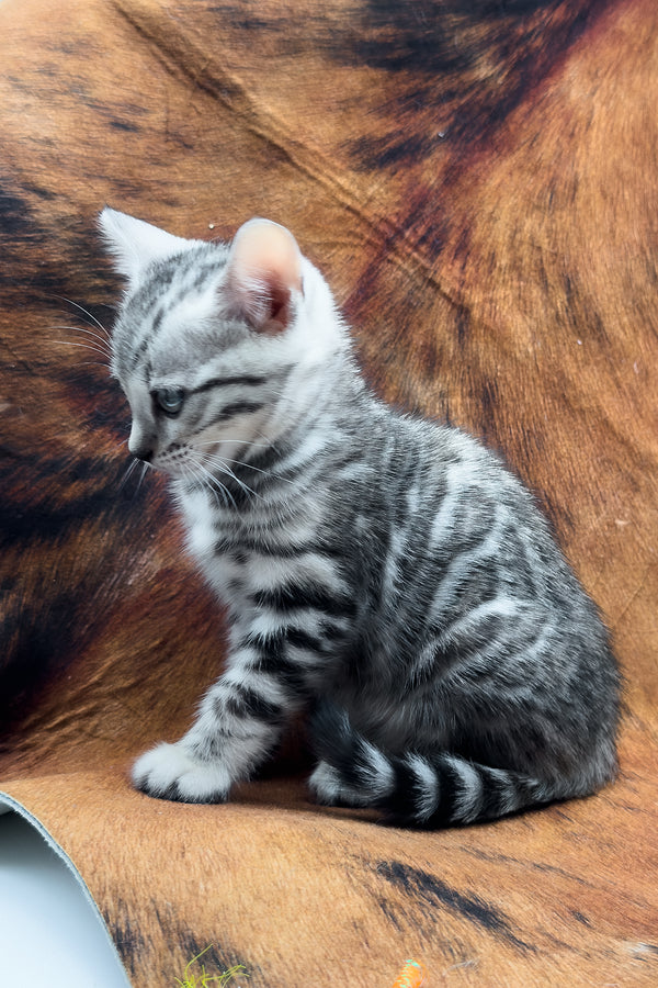 Serenelle | Bengal Kitten