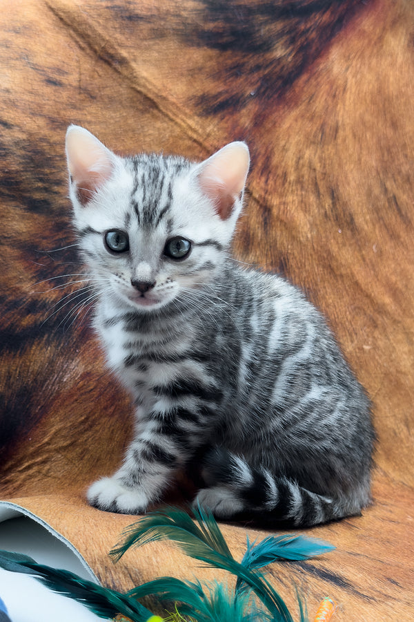Serenelle | Bengal Kitten