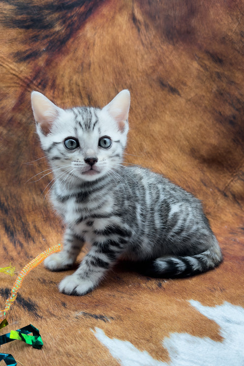 Serenelle | Bengal Kitten