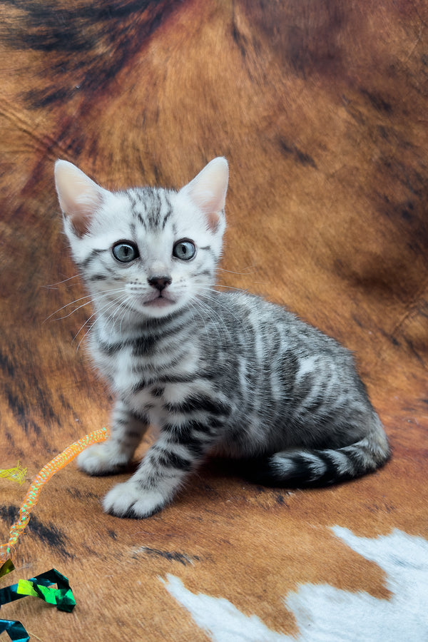 Serenelle | Bengal Kitten