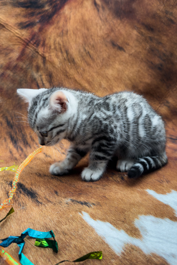 Serenelle | Bengal Kitten