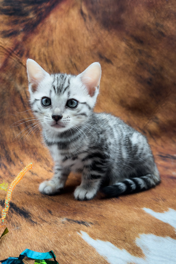 Serenelle | Bengal Kitten