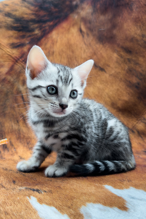 Serenelle | Bengal Kitten