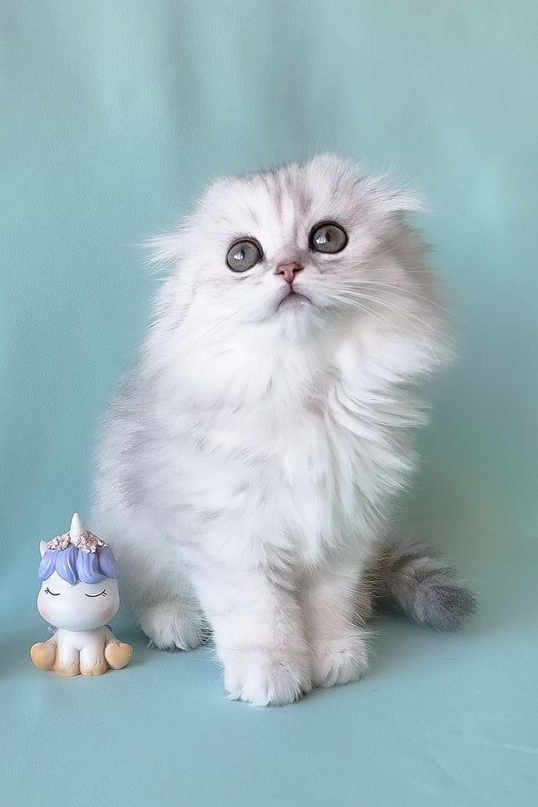 Seva | Scottish Fold Longhair Kitten