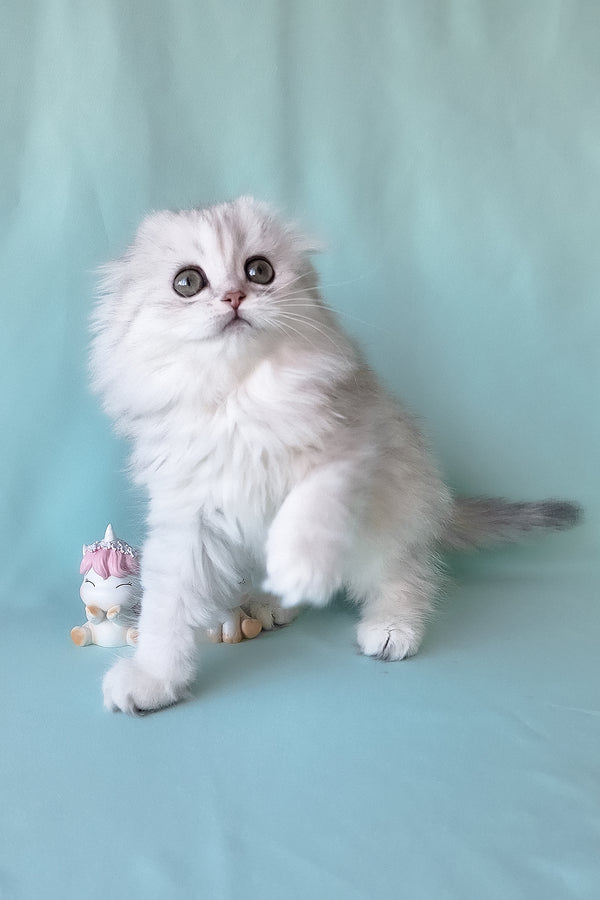 Seva | Scottish Fold Longhair Kitten