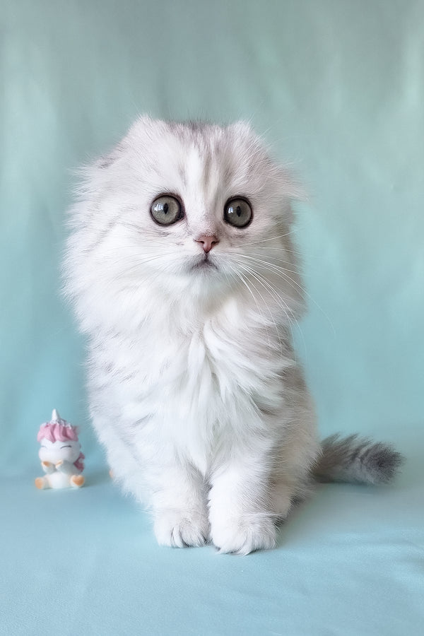 Seva | Scottish Fold Longhair Kitten