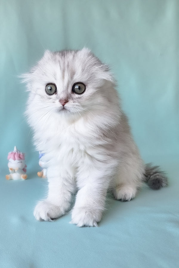 Seva | Scottish Fold Longhair Kitten