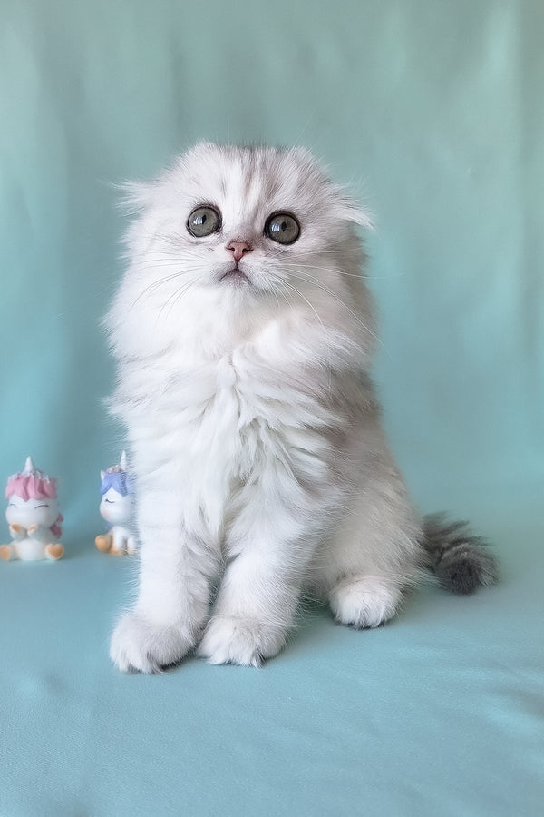 Seva | Scottish Fold Longhair Kitten