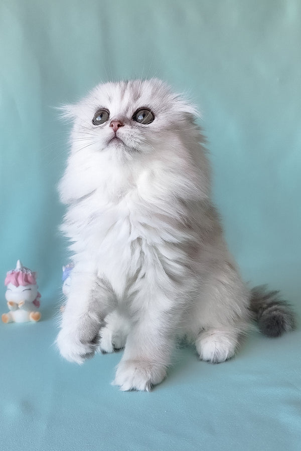 Seva | Scottish Fold Longhair Kitten