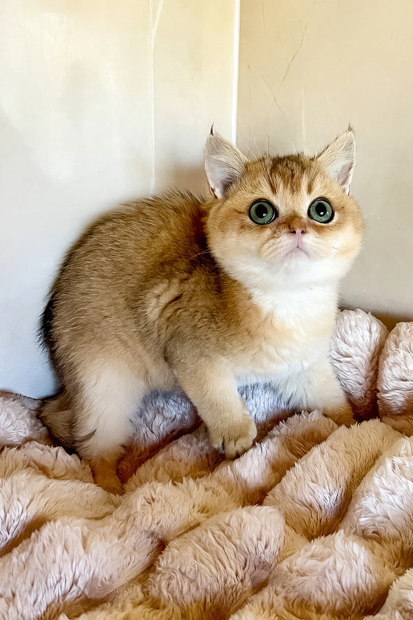 Seymur | British Shorthair Kitten